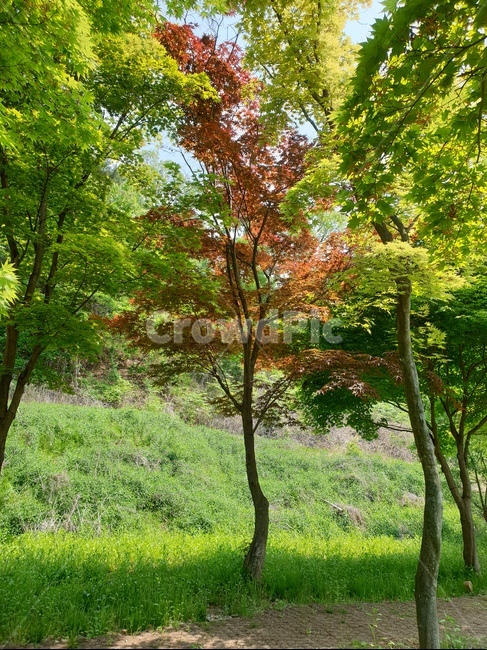 햇살,나무,숲,자연,여름,봄,날씨,구름,빛,나뭇가지,초록색,푸른,단풍,빨강,붉은,산