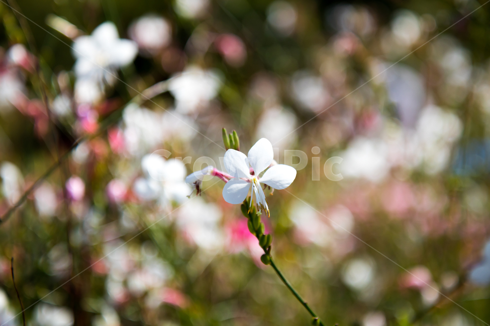 식물,꽃,가을꽃,흰꽃,하얀꽃,flower,식물,자연,plants,nature,꽃,flower