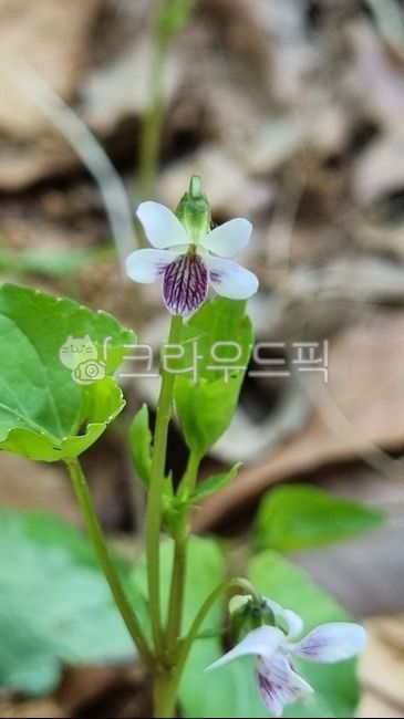 콩제비꽃,쌍떡잎식물,제비꽃과,여러해살이풀,violaverecunda,flower,꽃,식물