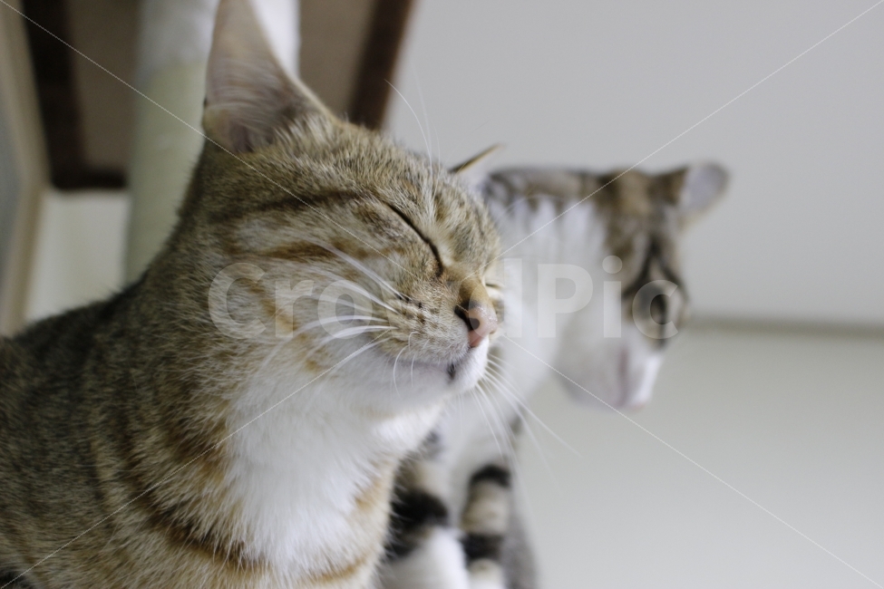 고양이,반려동물,유기묘,길냥이,애완동물,cat,pet,kitten,아기고양이,코숏,코리안숏헤어,동물,animal,캣타워,동물,animal,고양이,cat,kitten,kitty,포유류,mammal