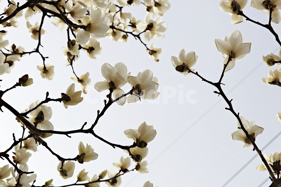 목련,목련꽃,흰목련,봄꽃,꽃,봄,식물,자연,공원,식물,자연,plants,nature,꽃,flower