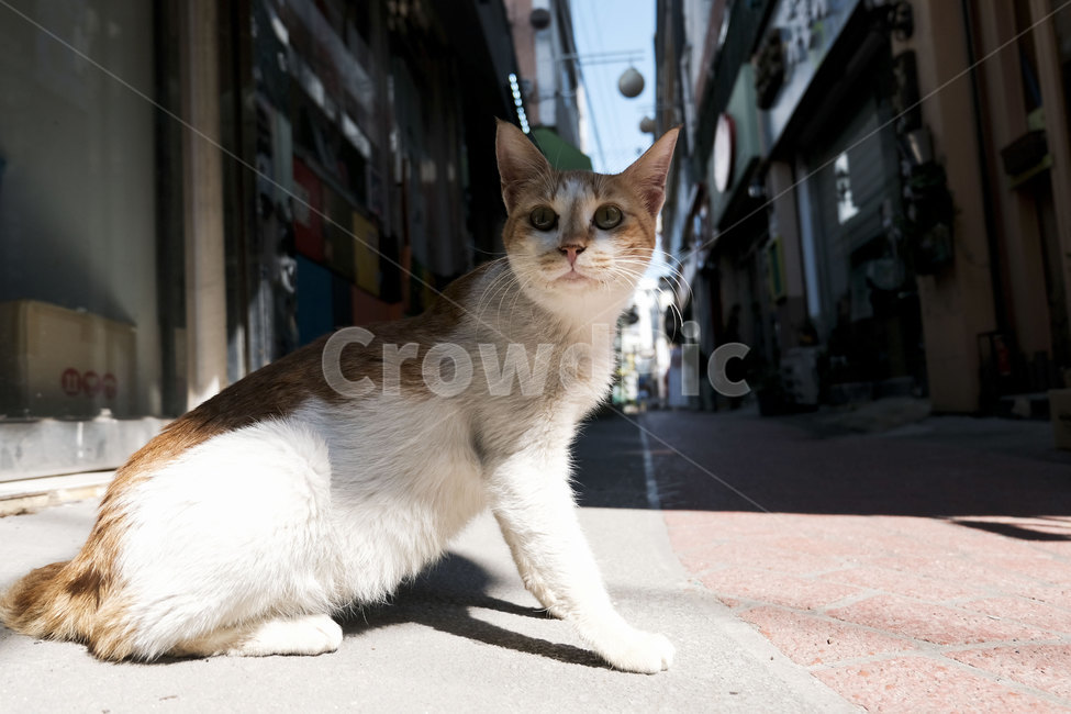 고양이,동물,포유류,길,cat,animal,mammal,골목,골목길,alley
