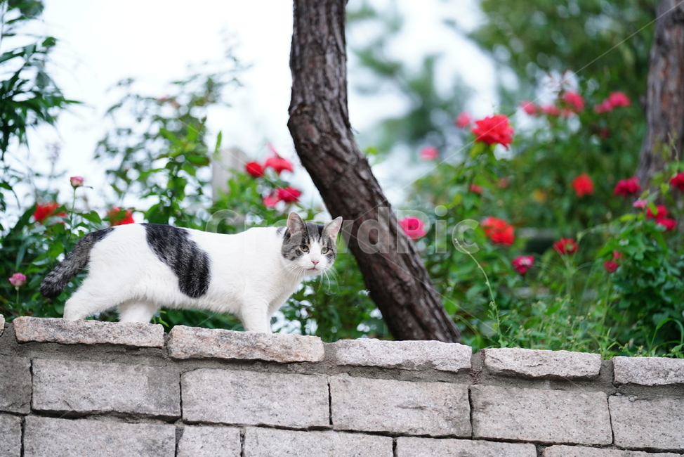 고양이,꽃,플라워,cat,동물,생물,포유류,animal,pet,동물,animal,포유류,mammal,고양이,cat,kitten,kitty