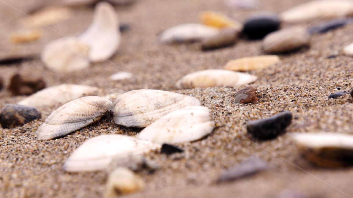 대양,물,자연,nature,바다,파도,ocean,water,조개,해양생물,clam