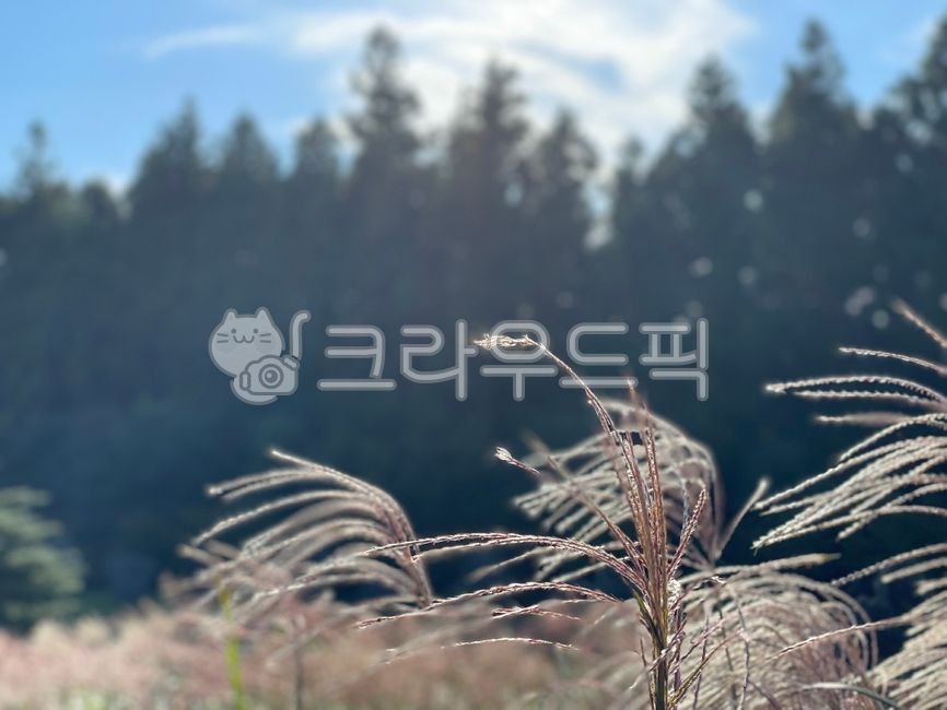 갈대,숲,자연,하늘,가을