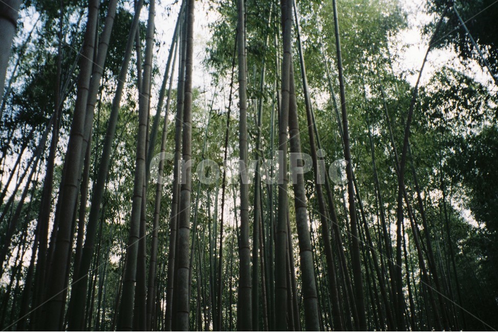plant,식물,대나무,풍경,나무,tree,필름사진,숲,forest,bamboo