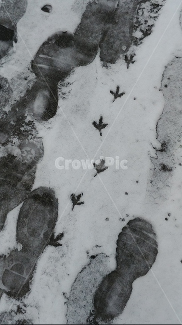 새,발자국,눈위,눈,눈위의발자국,겨울,계절,winter,season