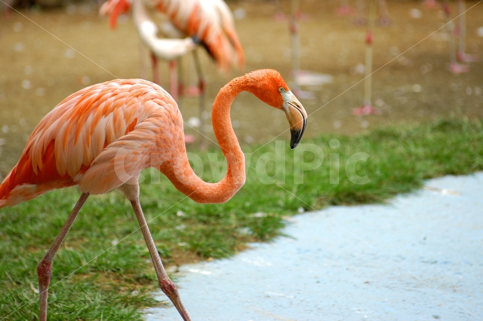 홍학,동물,조류,새,플라밍고,주황,주황색,환경,동물,animal,조류,새,birds