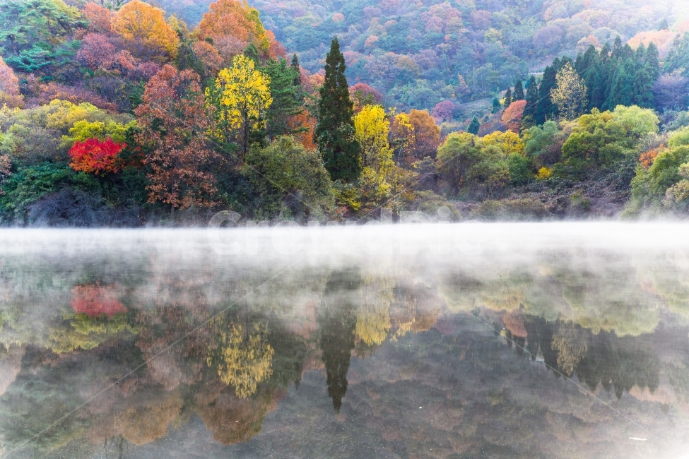 단풍,가을,세량지,물안개,반영,자연,풍경,가을,계절,fall,autumn,season,자연,풍경,nature,landscape,한국자연풍경,한국자연경관,korea nature landscape,tree,나무,plant,식물,abies,아비,fir,전나무,outdoors,옥외,painting,그림,art,미술