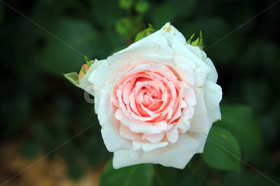 장미,꽃,flower,장미꽃,rose,꽃잎,꽃망울,꽃송이