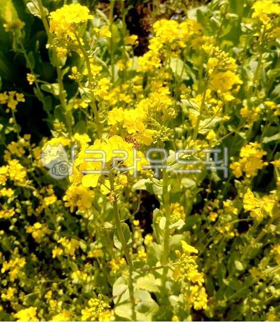 spring,rapeseed,bee,radish