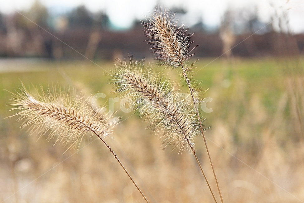 강아지풀,강아지풀꽃,꽃,잡초,가을,풀,야외,공원,가을,계절,fall,autumn,season,식물,자연,plants,nature