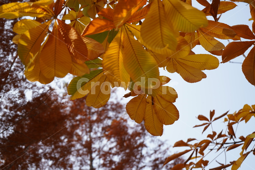 단풍,낙엽,가을,단풍나무,나뭇잎,가을,계절,fall,autumn,season,식물,자연,plants,nature,veins,정맥