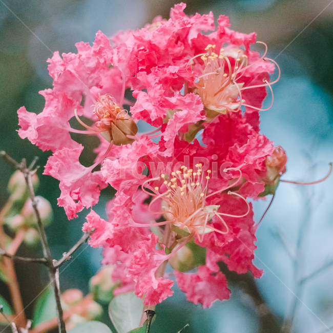 배롱나무,여름,꽃,분홍,야외,필름,식물,자연,plants,nature,꽃,flower,색깔,색상,색채,색감,color sense,color sensitivity,feeling of color