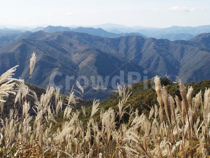 정선,민둥산,갈대,산맥,가을,자연,풍경,nature,landscape,가을,계절,fall,autumn,season,grass,잔디,plant,식물,mountain,산,outdoors,옥외