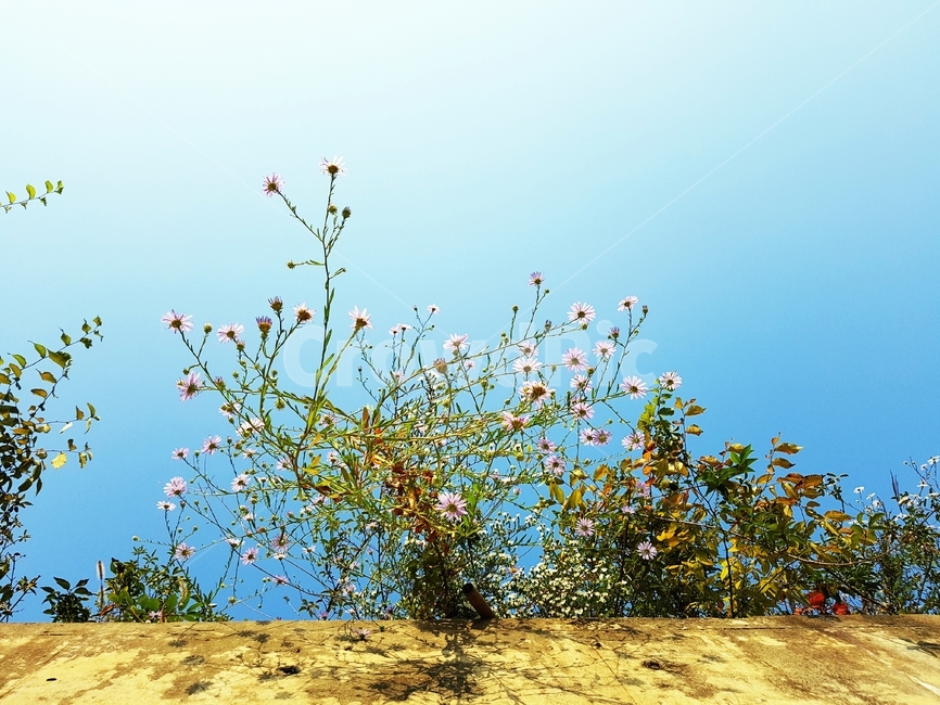 꽃,가을꽃,가을들꽃,들꽃,벌개미취,가을,가을하늘,국화과,식물,자연,plants,nature,꽃,flower