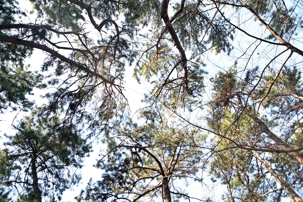 나무,햇빛,자연,배경,산,지붕,나뭇가지,하늘,식물,자연,plants,nature,나무,trees,wood