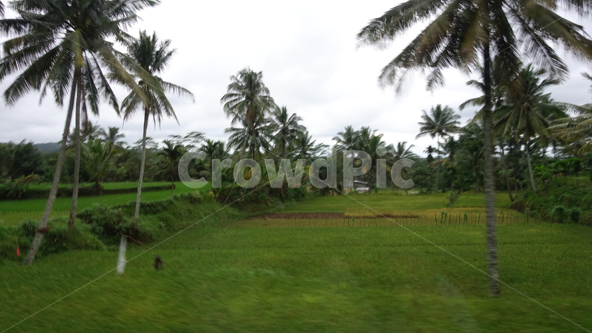 초록,green,paddyfield,field,grass,논,자연,nature,열대,summer,야자수,tree,palmtree