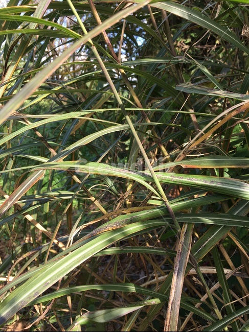 plant,식물,억새,억새풀,자연,식물,자연,plants,nature