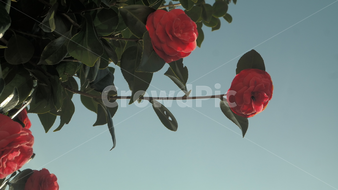 동백꽃,꽃,flower,plant,식물,감성,자연,하늘,빨간꽃,동백,camelliaflower