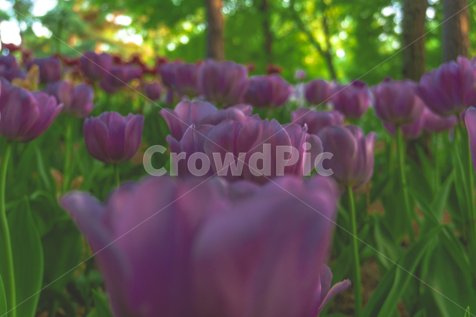 감성사진,튤립,꽃,서울숲,튤립축제,배경화면,식물,자연,plants,nature,꽃,flower