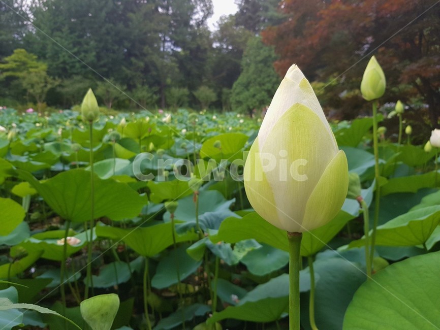 plant,식물,꽃,연꽃,꽃봉오리,연못,흰꽃,flower,blossom,식물,자연,plants,nature,꽃,flower