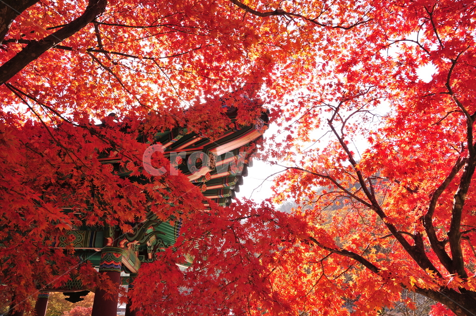tree,나무,단풍,불영사,가을불영사,절,전통가옥,가을,단풍나무