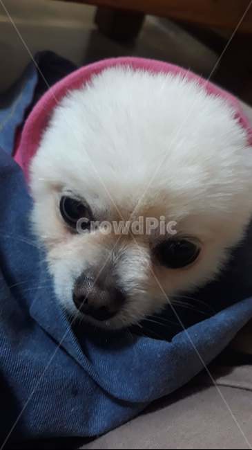 강아지,졸리는강아지,아기강아지,puppy,sleepydog,baby,동물,animal,포유류,mammal,개,강아지,dog,doggy
