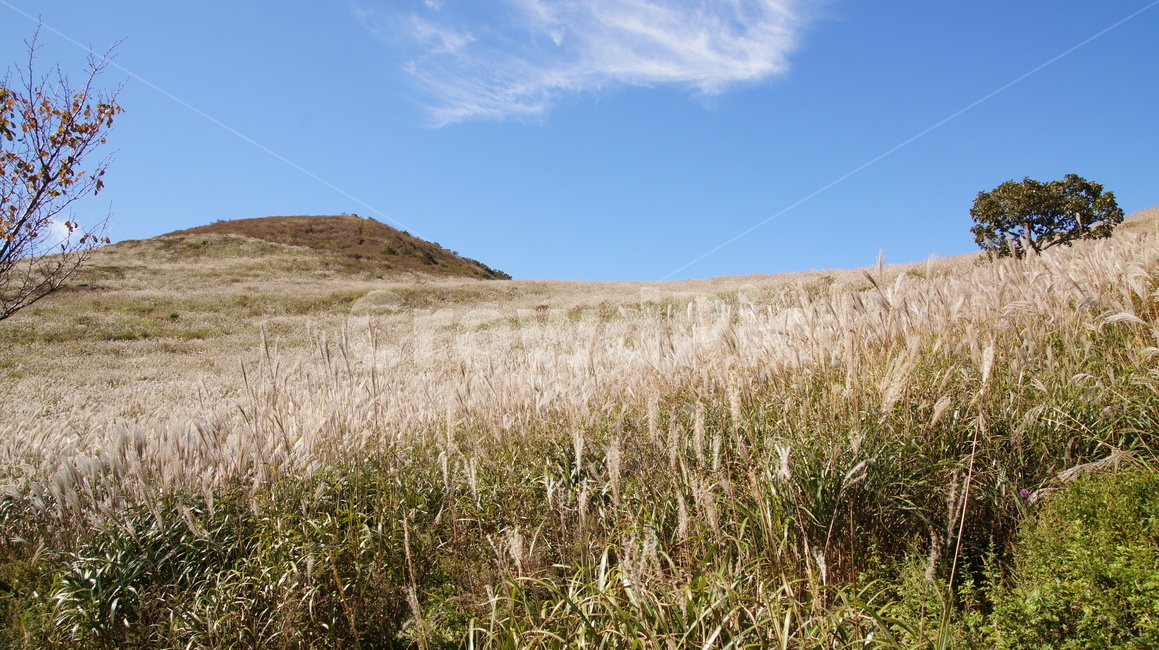 grass,잔디,plant,식물,vegetation,초목,억새밭,억새풀,가을풍경,가을,가을,계절,fall,autumn,season,자연,풍경,nature,landscape