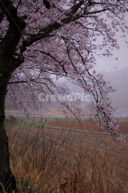 꽃,벚꽃,벚나무,나무,자연,식물,자연풍경,봄,spring,nature,trees,감성,분홍색,pink,sky,하늘,안개,황토밭,봄,계절,spring,season,plant,flower,blossom,cherry blossom