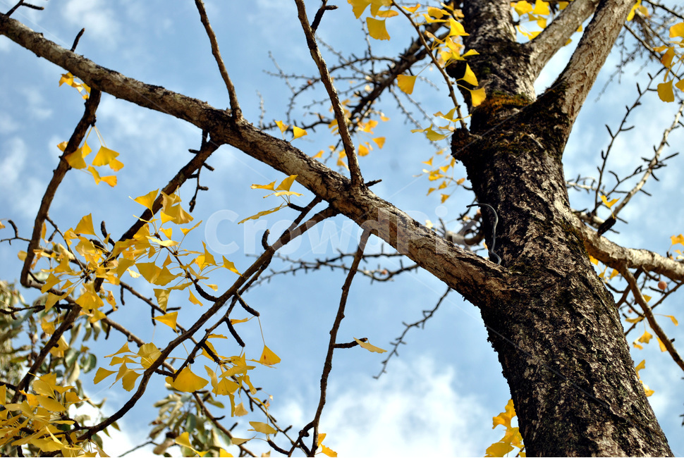plant,식물,tree,나무,treetrunk,나무줄기,은행나무,가을나무,가을하늘,가을,계절,fall,autumn,season,tree trunk,나무 줄기