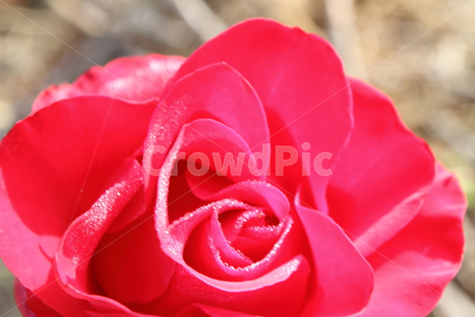 장미,꽃,식물,정원수,rose,식물,자연,plants,nature,꽃,flower