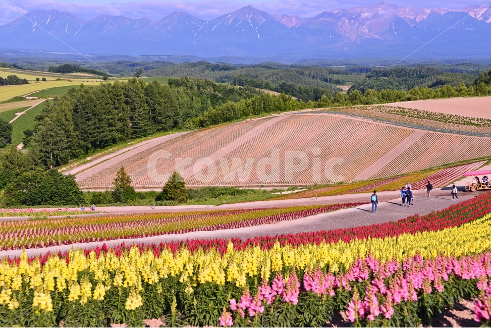 일본,비에이,북해도,전망화원,화원,outdoors,옥외,nature,자연,human,인간,person,사람,자연,풍경,nature,landscape