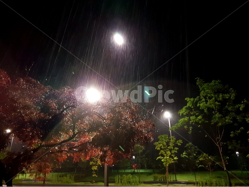 야경,나무,풍경,비,여름,가로등,비,비오는날,rain,rainy