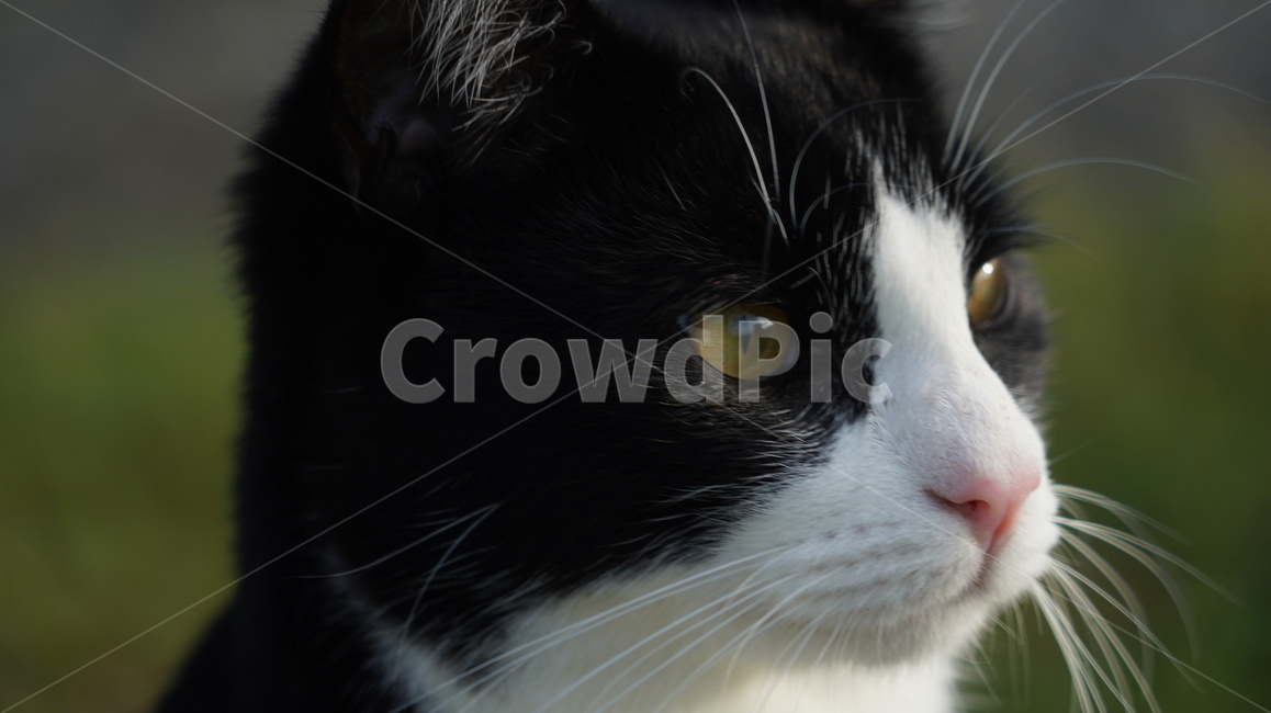 고양이,길고양이,고양이얼굴,cat,애완고양이,검정고양이,동물,animal,포유류,mammal,고양이,cat,kitten,kitty