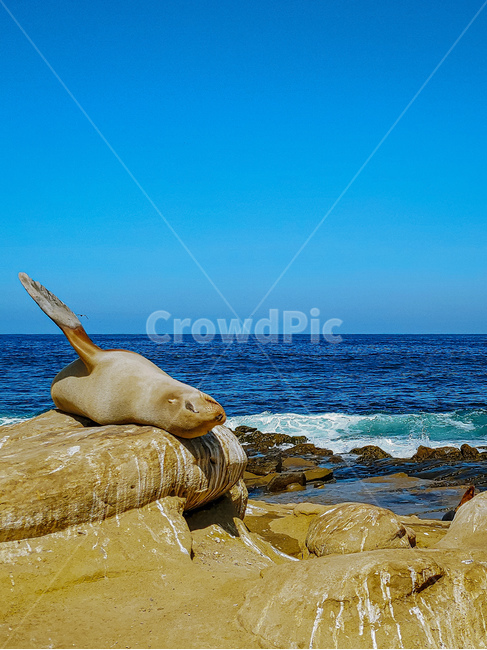 해양생물,animal,동물,바다사자,sealion,sealife,mammal,포유류,동물,animal,포유류,mammal
