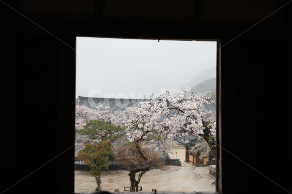 구례,화엄사,사찰,전통가옥,절,봄,계절,spring,season,한국전통,한국문화,korean traditional,korean culture,종교,신앙,religion,belief,faith,plant,식물