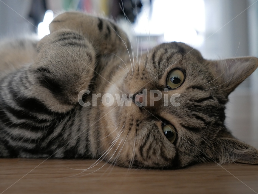 고양이,동물,얼굴,표정,개냥이,호기심,애교,귀여운,동물,animal,포유류,mammal,고양이,cat,kitten,kitty