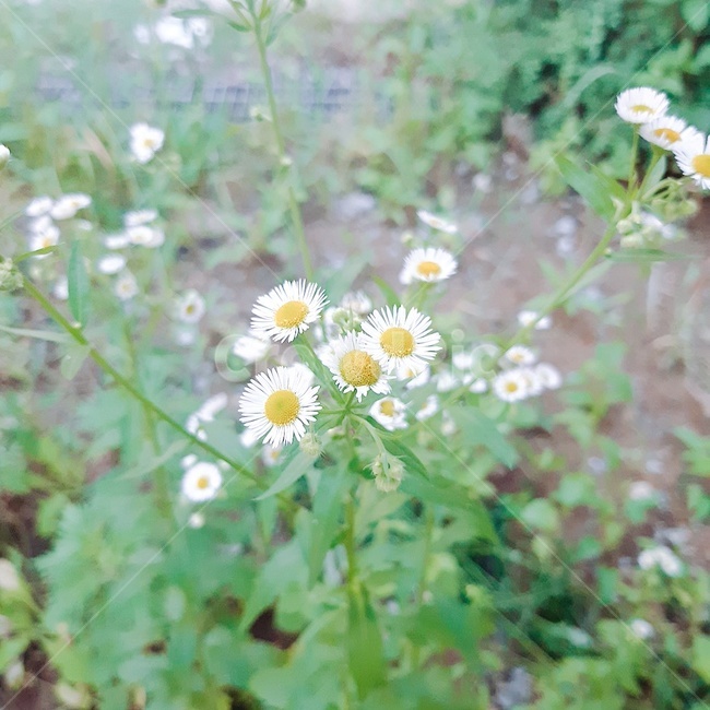 꽃,잡쵸,풀,꽃말,화단