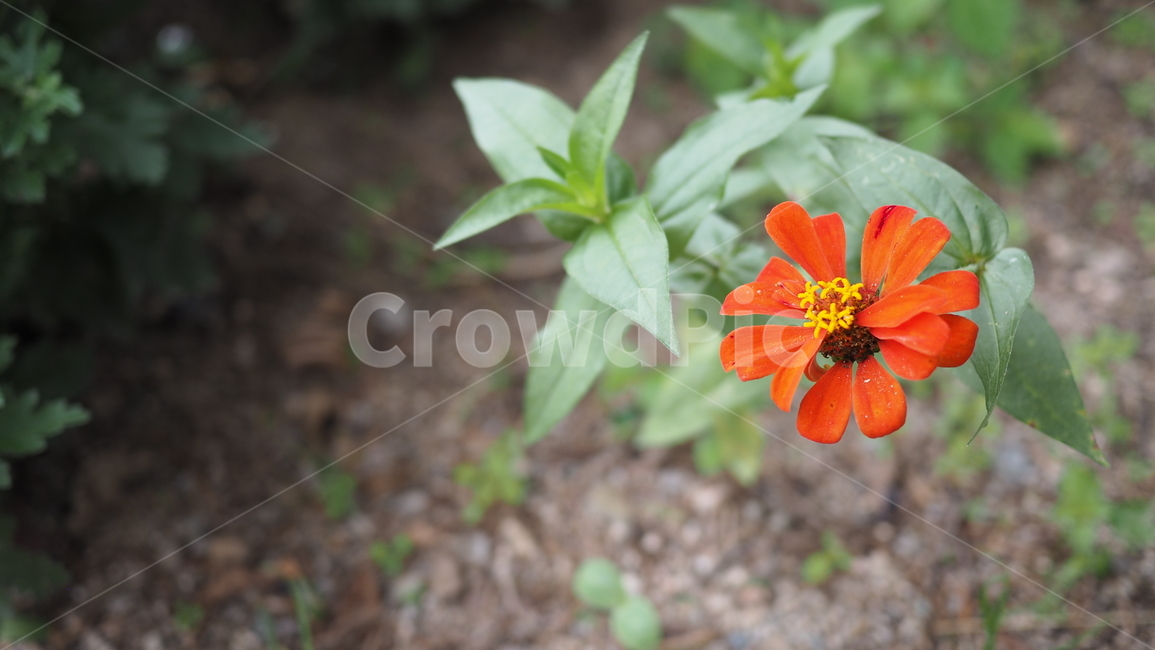 야생화,꽃,color,wildflower,flower