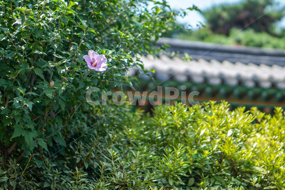 무궁화,roseofsharon,꽃,감성,풀,식물