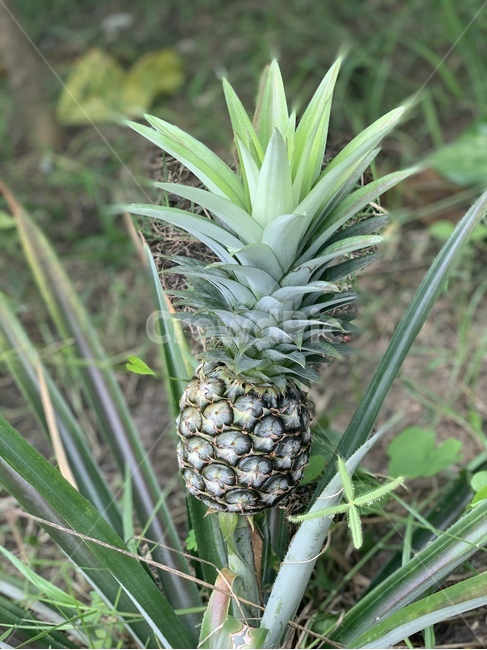 식물,파인애플,과일,음식,plant,과일,열매,fruit