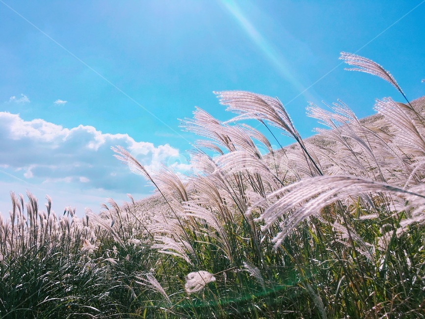 제주,제주도,하늘,맑음,자연,햇빛,새별오름,억새,jeju,jejuisland,sky,sunny,nature