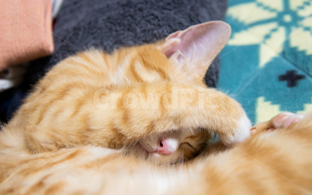 고양이,치즈태비,코숏,코리안숏헤어,눈부신고양이