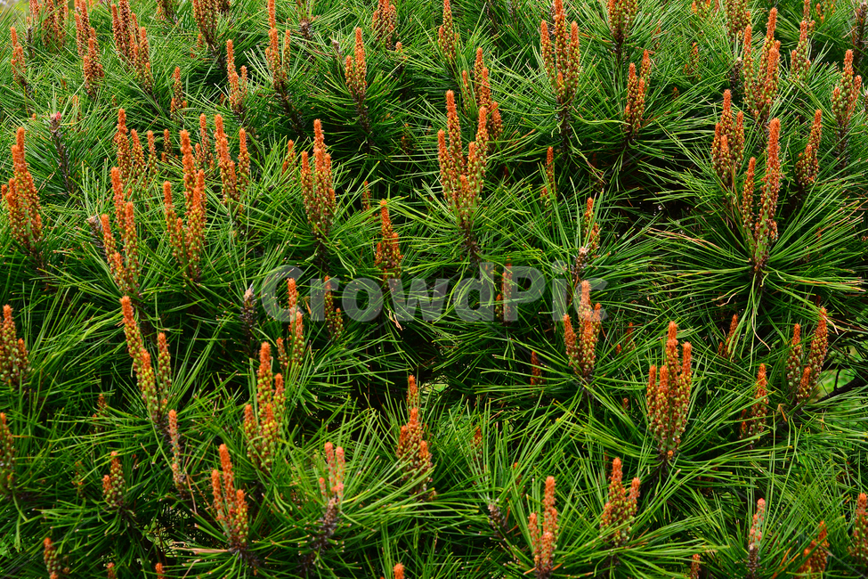 봄이미지,새싹,새순,봄꽃,소나무,송화가루,pinetree,green,plant,우리것,토종,침엽수,바늘잎,그린,초록,소나무꽃,flowers,백그라운드,배경,바탕,패턴,봄,계절,spring,season,식물,자연,plants,nature,grass,잔디