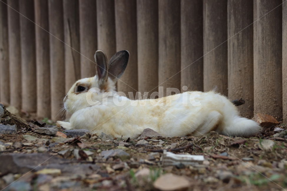 토끼,동물,자연,귀여움,순한,동물,animal,포유류,mammal