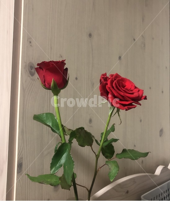 집,장미,빨강,두송이,꽃