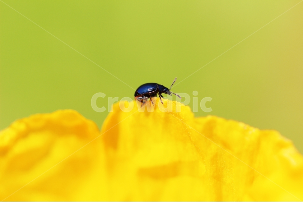 곤충,벌레,꽃,노랑,배경,감성,insects,worms,flowers,yellow,background,sensibility,곤충,벌레,insect,bug