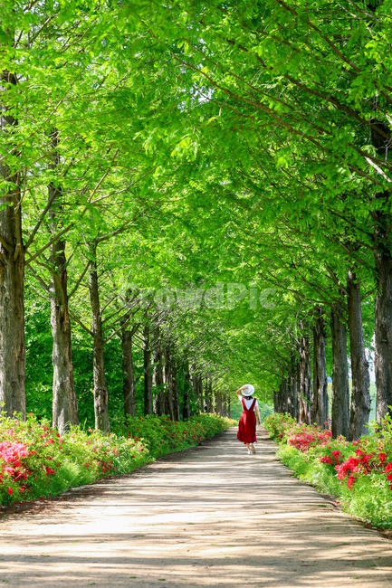 outdoors,정원,garden,arbour,메타세콰이어,숲속,자연,풍경,nature,landscape