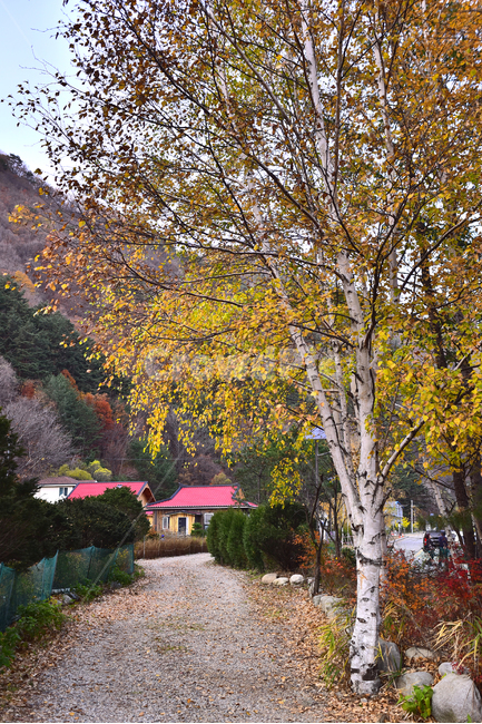 가을,가을배경,자작나무,가을풍경,가을감성,가을분위기,가을서정,fall,autumn,background,조경수,길,흙길,비포장도로,땅,대지,tree,나무,plant,식물,나무줄기,배경,바탕,백그라운드,집,하우스,수피,자연,풍경,nature,landscape
